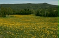 Dandelion fields, Verdal