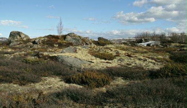 Fokstumyra Nature Reserve
