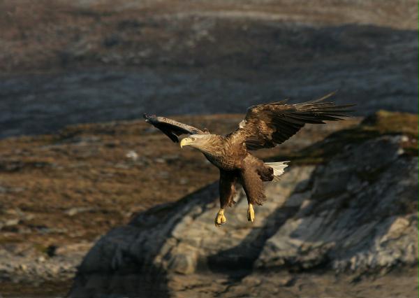 White-tailed Eagle