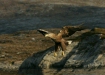White-tailed Eagle