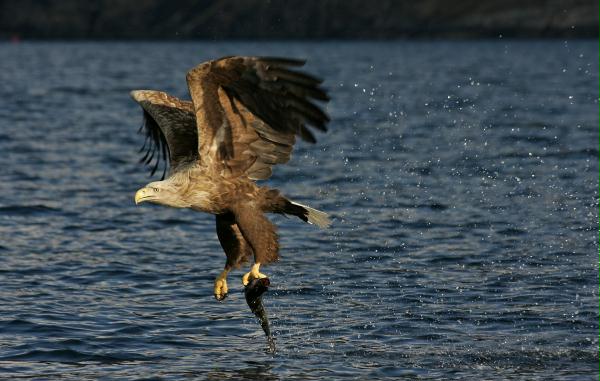 White-tailed Eagle