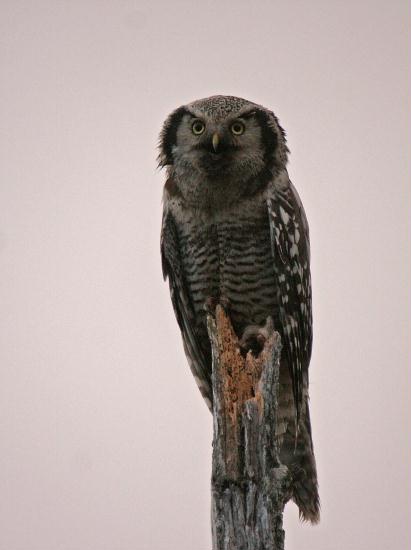 Northern Hawk Owl