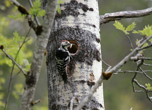 White-backed Woodpecker