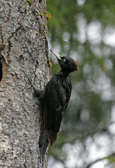 Black Woodpecker