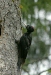Black Woodpecker