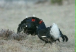 Black Grouse