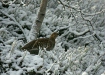 Black Grouse