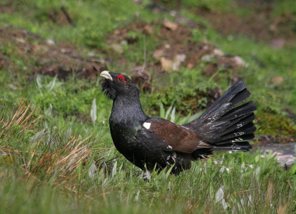 Capercaillie
