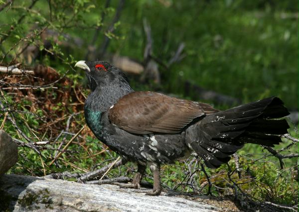 Capercaillie