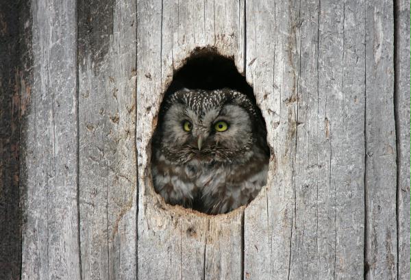 Tengmalm's Owl
