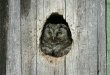 Tengmalm's Owl