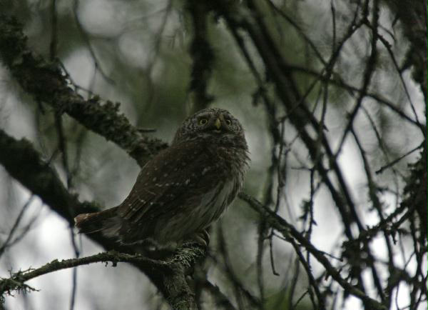 Pygmy Owl