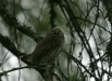 Pygmy Owl