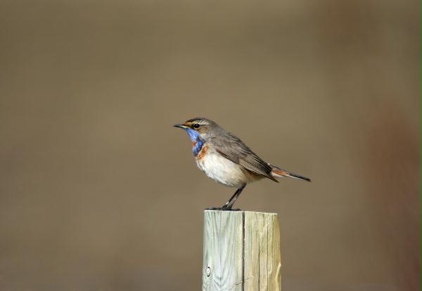 Bluethroat