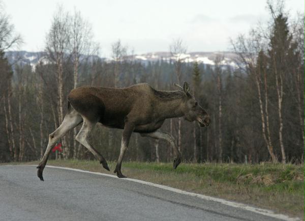 European Elk