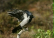 Hooded Crow