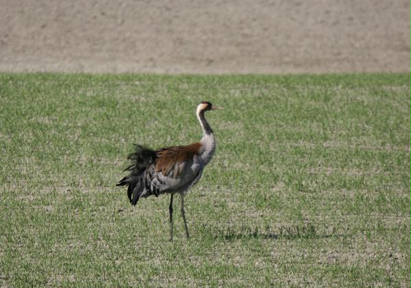 Common Crane