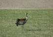 Common Crane