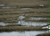 Common Crane
