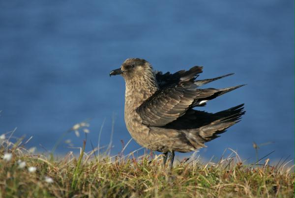 Great Skua