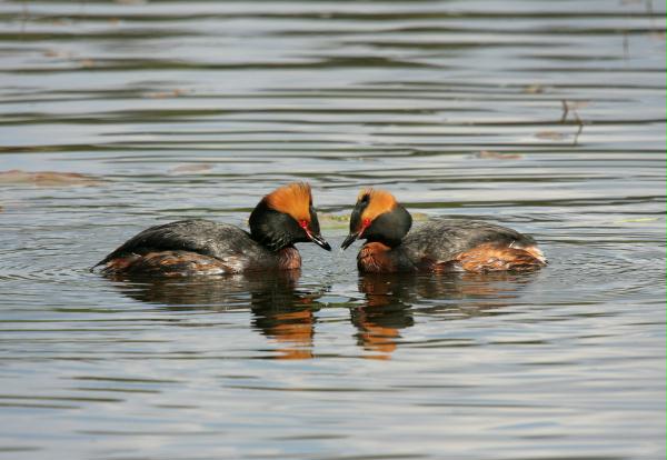 Slavonian Grebe