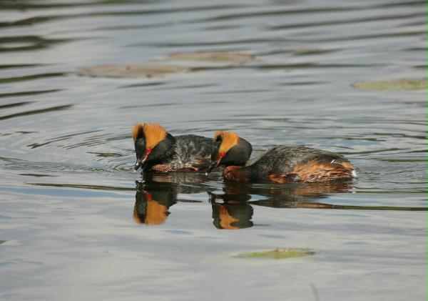 Slavonian Grebe