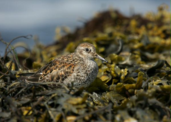 Purple Sandpiper
