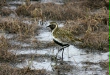 Golden Plover