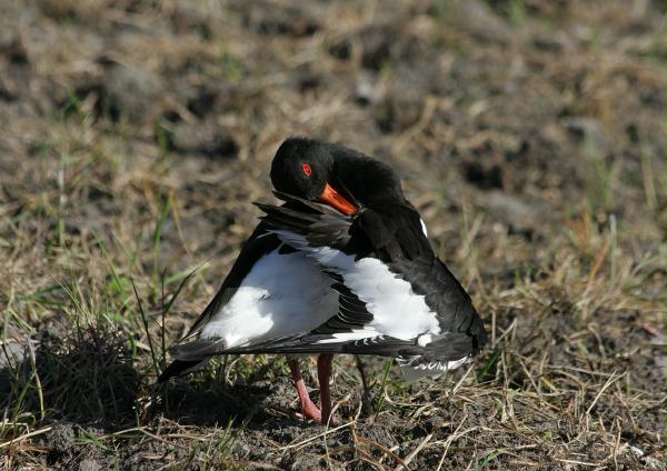 Oystercatcher
