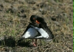 Oystercatcher