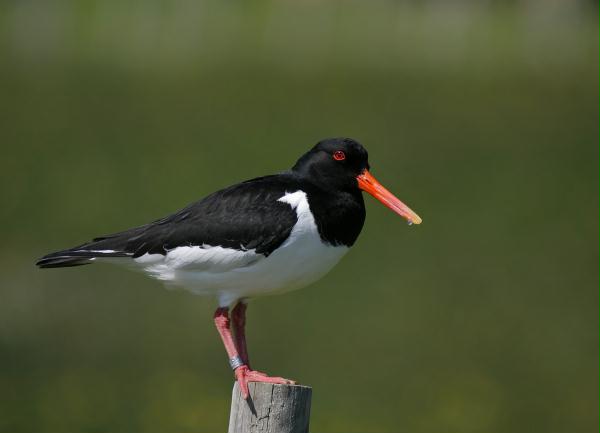 Oystercatcher