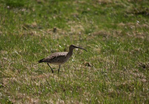 Whimbrel