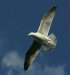 Herring Gull