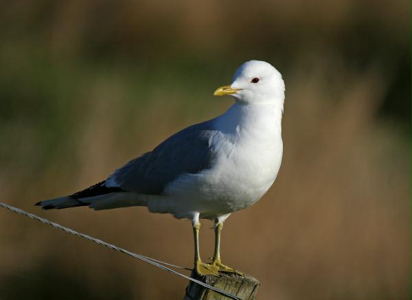 Common Gull