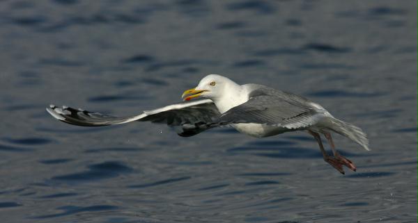 Herring Gull