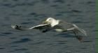 Herring Gull