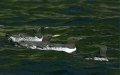 Common Guillemot
