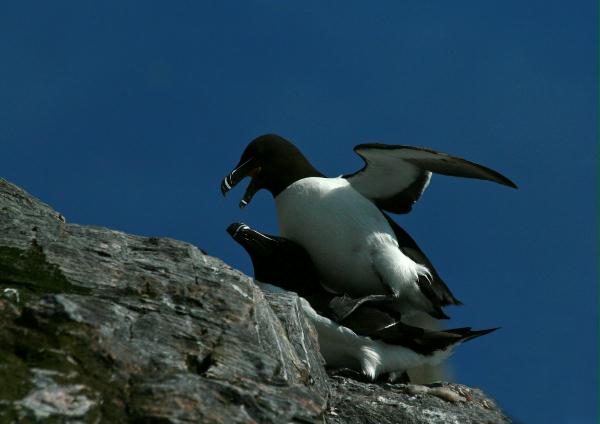 Razorbill