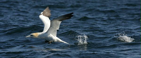 Northern Gannet