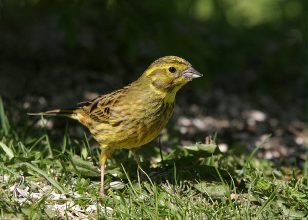 Yellowhammer