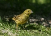 Yellowhammer
