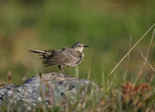 Rock Pipit