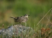 Rock Pipit