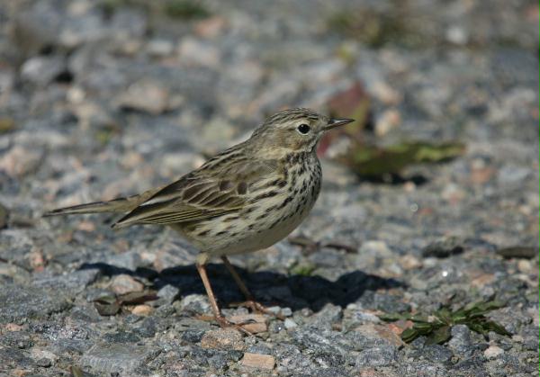 Meadow Pipit
