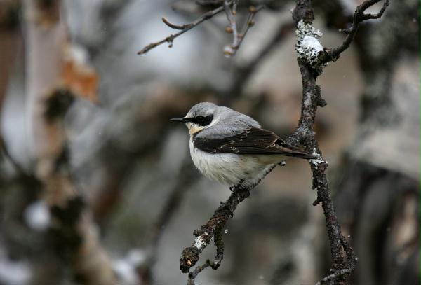Northern Wheatear
