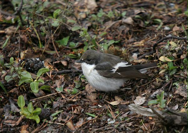 Pied Flycatcher