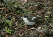 Pied Flycatcher