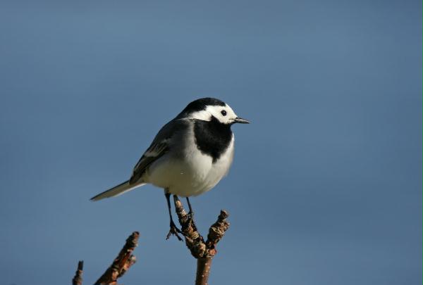 White Wagtail