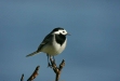 White Wagtail