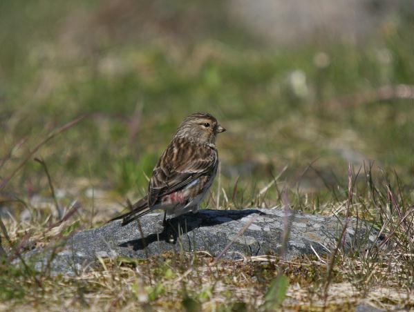 Twite